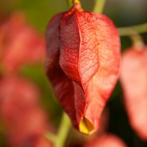 Gele zeepboom - Koelreuteria paniculata