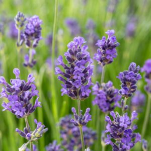 Lavendel - Lavandula ang. 'Munstead'
