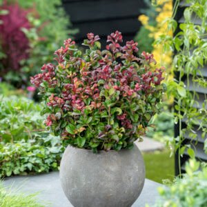Druifheide - Leucothoe axillaris 'Curly Red'