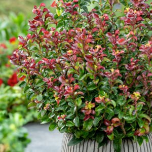 Druifheide - Leucothoe axillaris Twisting Red
