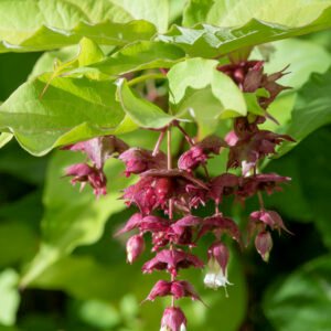 Fazantenbes - Leycesteria formosa