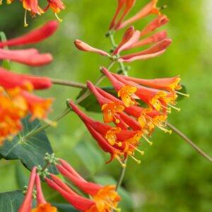 Kamperfoelie - Lonicera heckr. 'American Beauty'