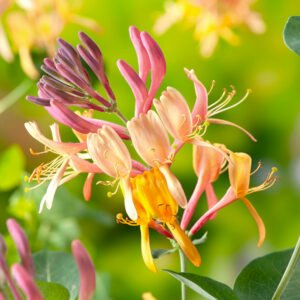 Kamperfoelie - Lonicera capr. 'Inga'