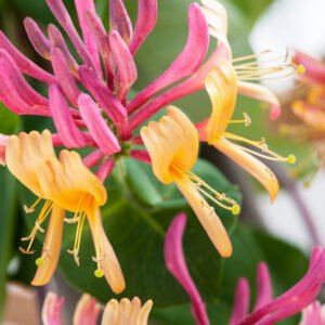 Kamperfoelie - Lonicera heckr. 'American Beauty'