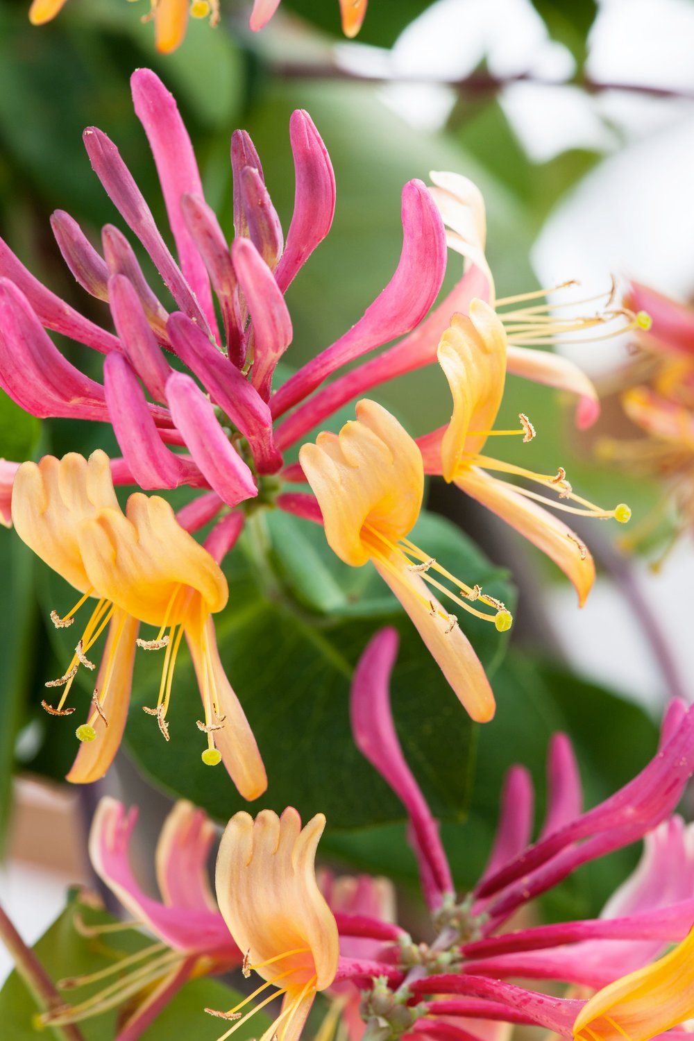 Kamperfoelie - Lonicera heckr. 'American Beauty'