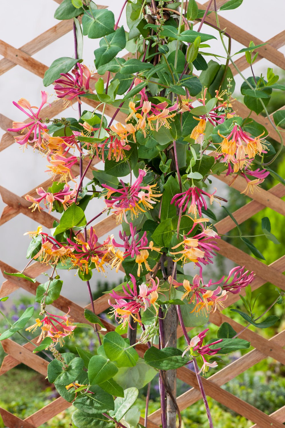 Kamperfoelie - Lonicera heckr. 'American Beauty' - Afbeelding 2