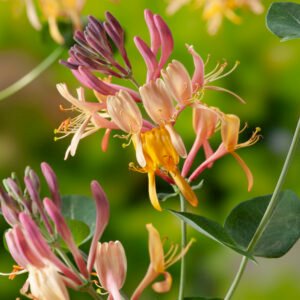 Kamperfoelie - Lonicera henryi
