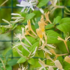 Japanse Kamperfoelie - Lonicera jap. 'Halliana'