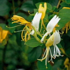 Japanse Kamperfoelie - Lonicera jap. 'Hall's Prolific'