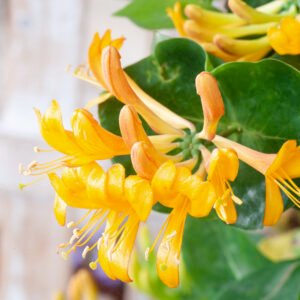 Japanse Kamperfoelie - Lonicera jap. 'Red World'