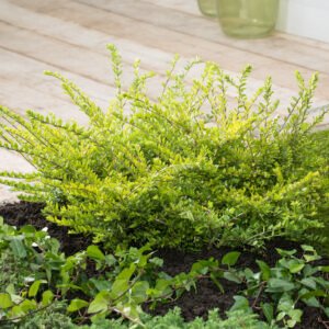 Kamperfoelie - Lonicera nit. 'Maigrün'