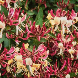 Kamperfoelie - Lonicera per. 'Belgica'