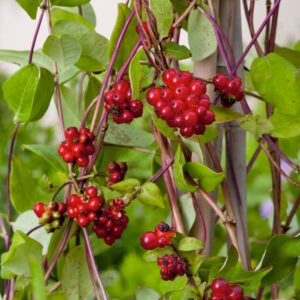 BosKamperfoelie - Lonicera periclymenum