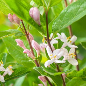 Rode kamperfoelie - Lonicera xylosteum