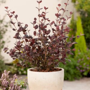 Lophomyrtus - Lophomyrtus ralphii 'Purpurea Nana'