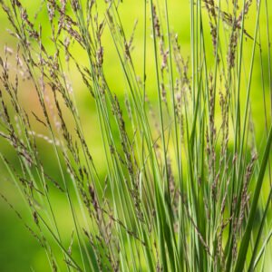 Pijpestrootje - Molinia caerulea 'Edith Dudszus'