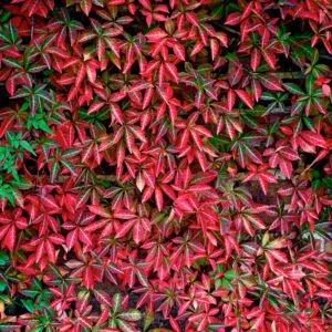 Wilde wingerd - Parthenocissus henryana