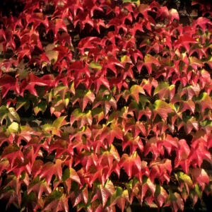 Wilde wingerd - Parthenocissus tr. 'Veitchii'