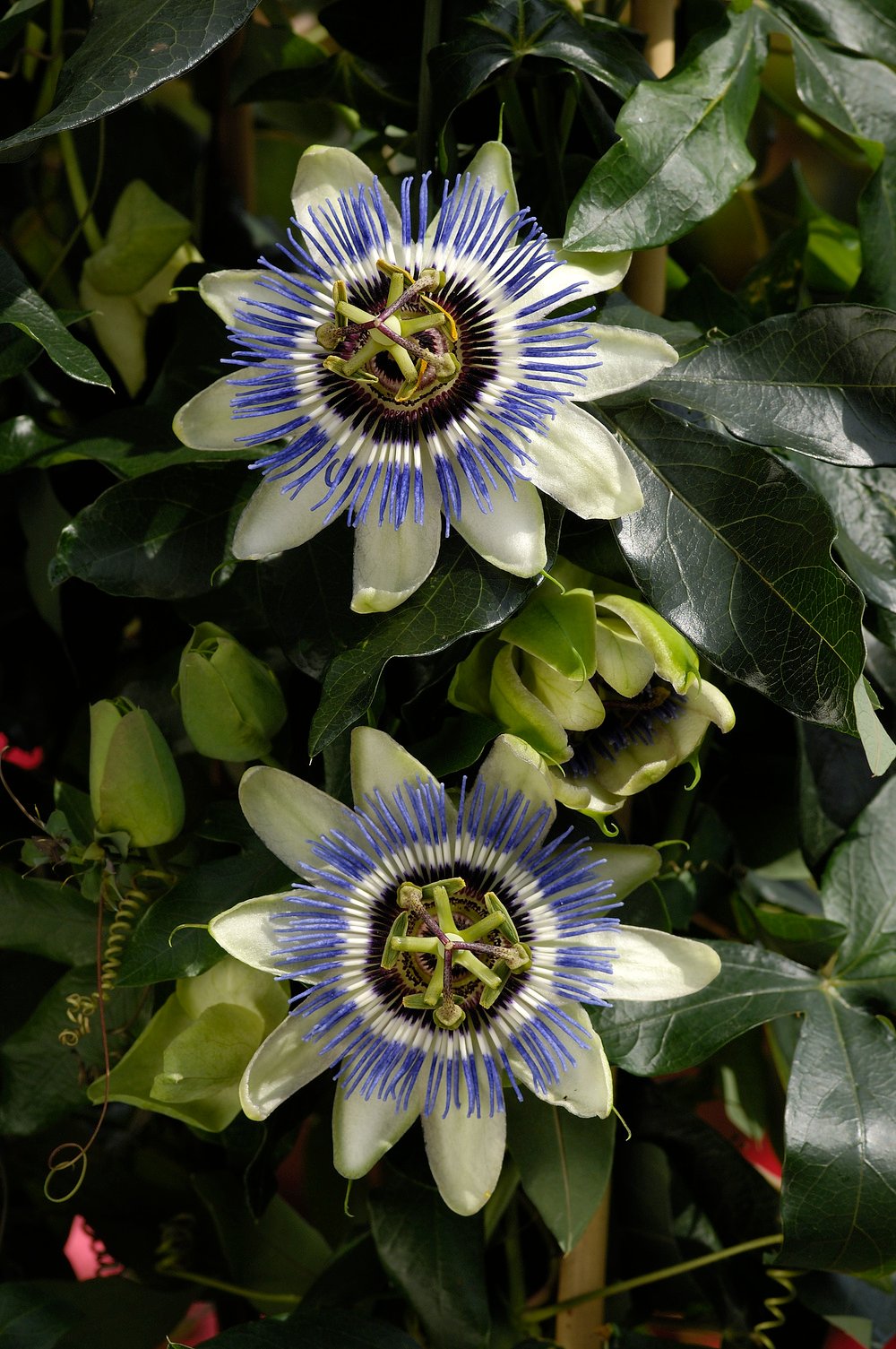 Passiebloem - Passiflora caerulea - Afbeelding 2