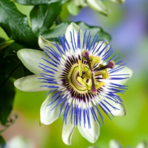 Passiebloem - Passiflora caerulea