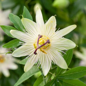 Passiebloem - Passiflora caerulea 'Const.Elliott'