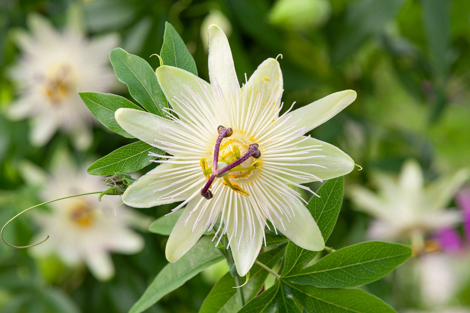 Passiebloem - Passiflora caerulea 'Const.Elliott'