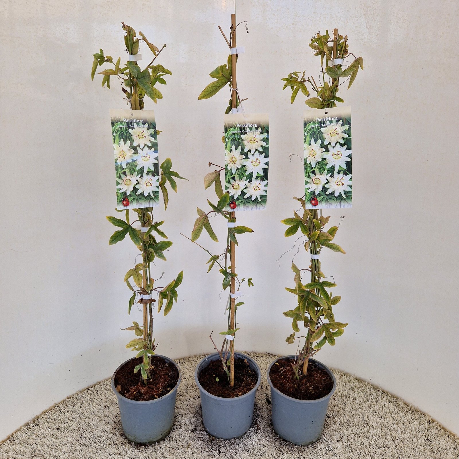 Passiebloem - Passiflora caerulea 'Const.Elliott' - Afbeelding 3