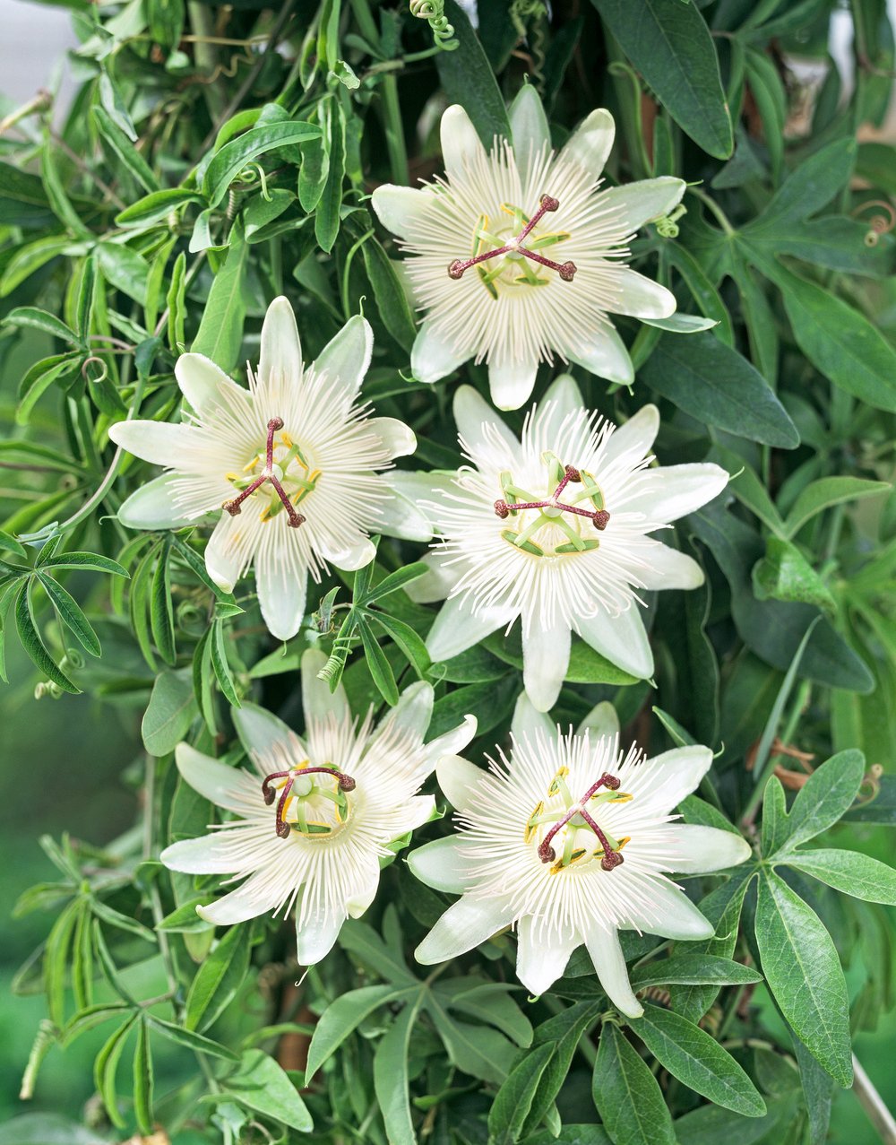 Passiebloem - Passiflora caerulea 'Const.Elliott' - Afbeelding 2