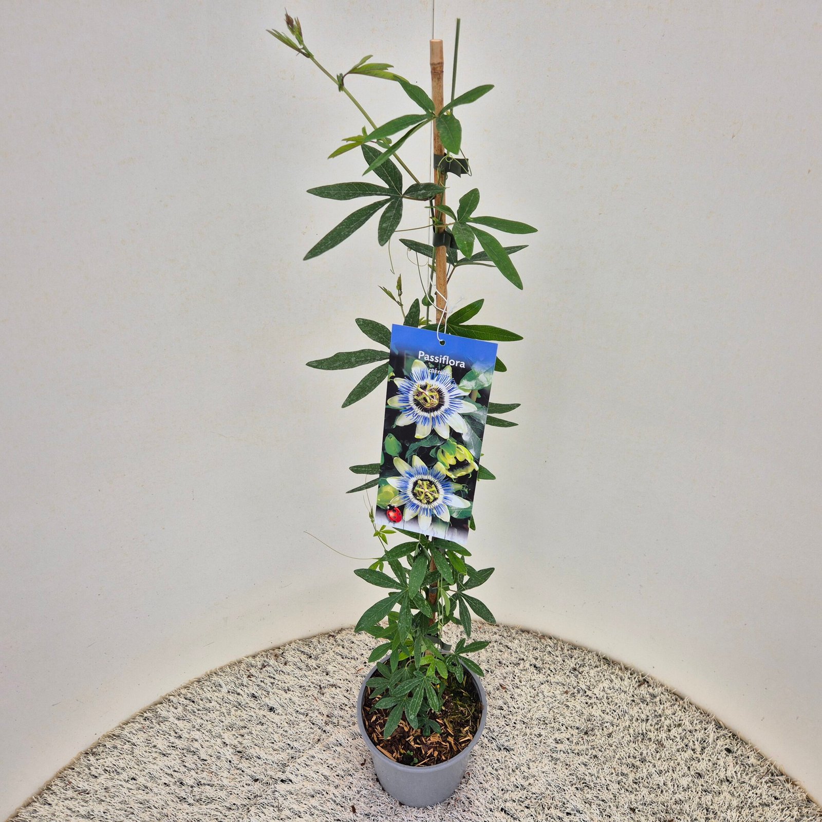 Passiebloem - Passiflora caerulea - Afbeelding 3