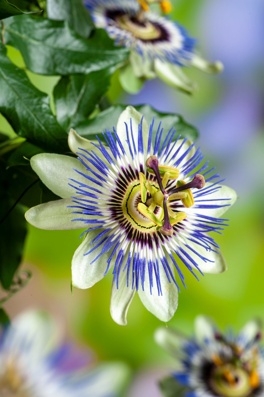 Passiebloem - Passiflora caerulea