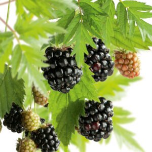 Doornloze braam - Rubus frut. 'Thornless Evergreen'
