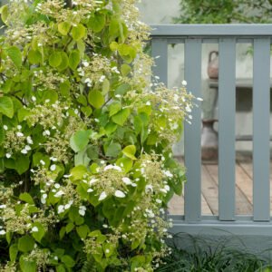 Klimhortensia - Schizophragma hydrangeoides