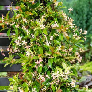 Toscaanse jasmijn - Trachelospermum j. 'Pink Showers' (kopie)