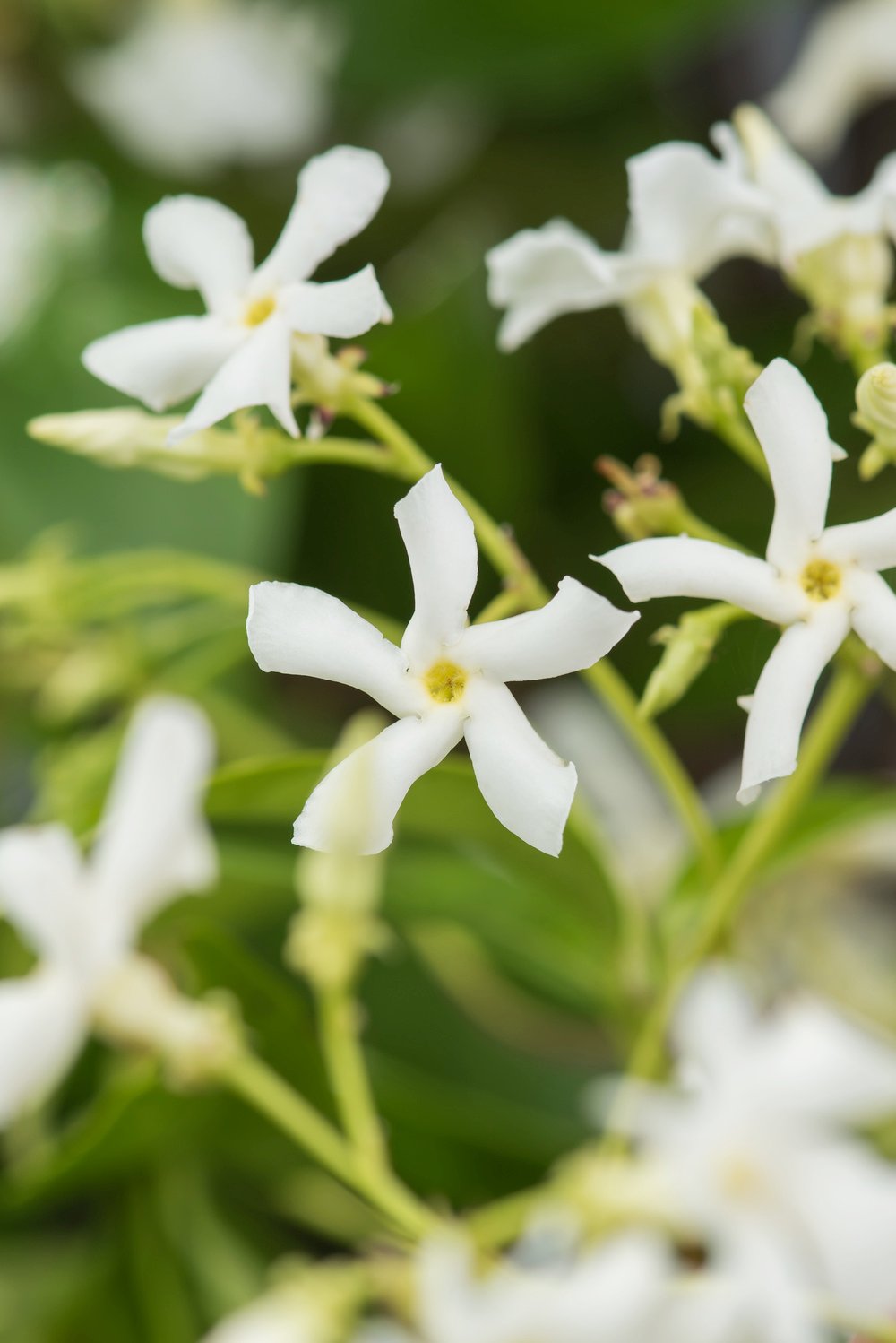 Toscaanse jasmijn - Trachelospermum jasminoides - Afbeelding 2