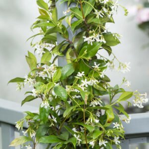 Toscaanse jasmijn - Trachelospermum jasminoides