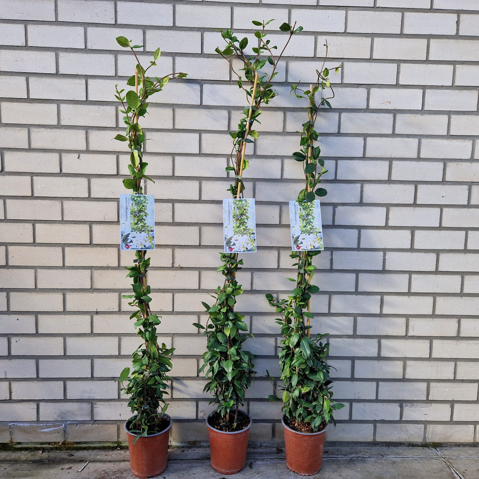 Toscaanse jasmijn - Trachelospermum jasminoides - Afbeelding 4