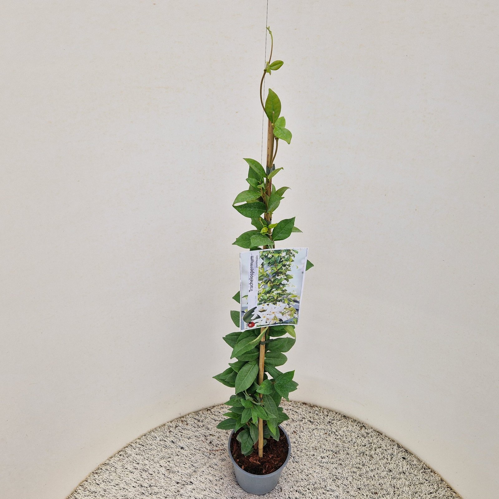 Toscaanse jasmijn - Trachelospermum jasminoides - Afbeelding 3