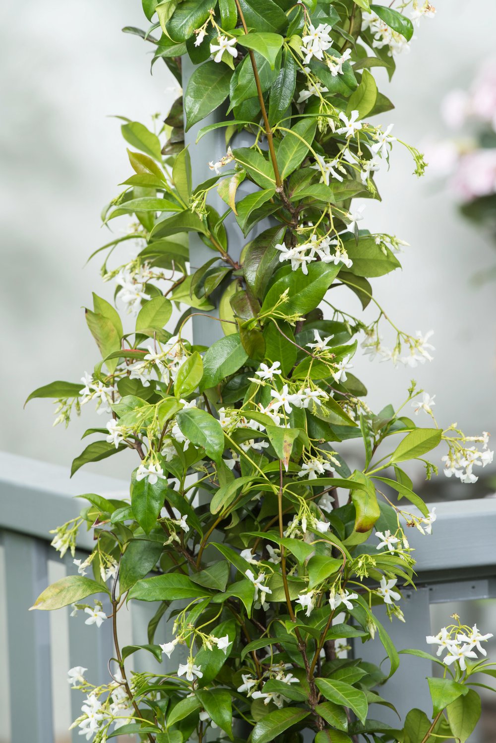 Toscaanse jasmijn - Trachelospermum jasminoides