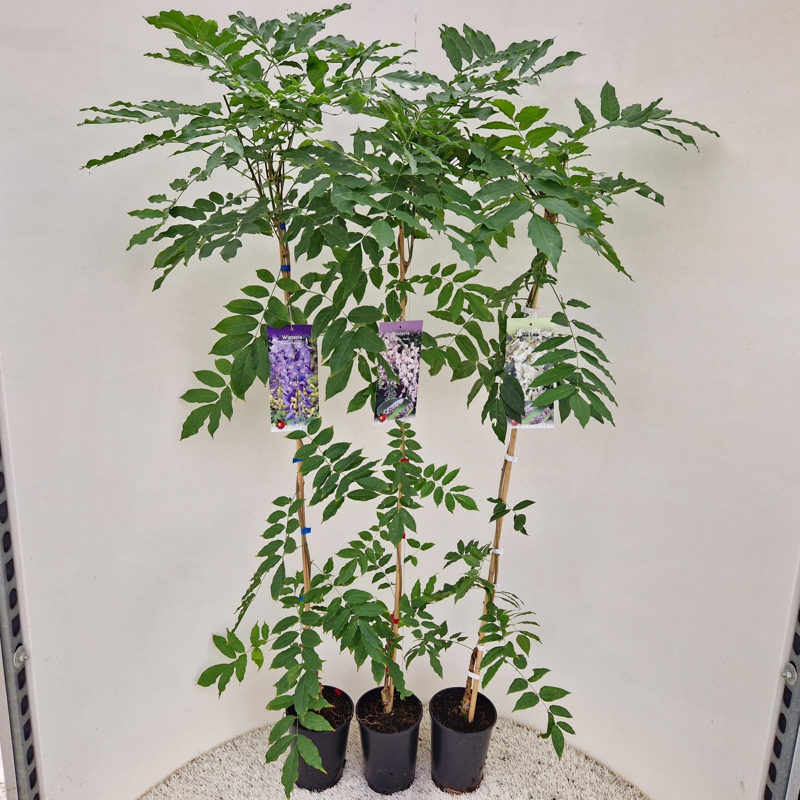 Blauwe regen - Wisteria sinensis - Afbeelding 3