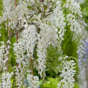 Witte regen - Wisteria flor. 'Alba'