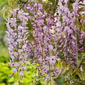 Roze regen - Wisteria flor. 'Rosea'