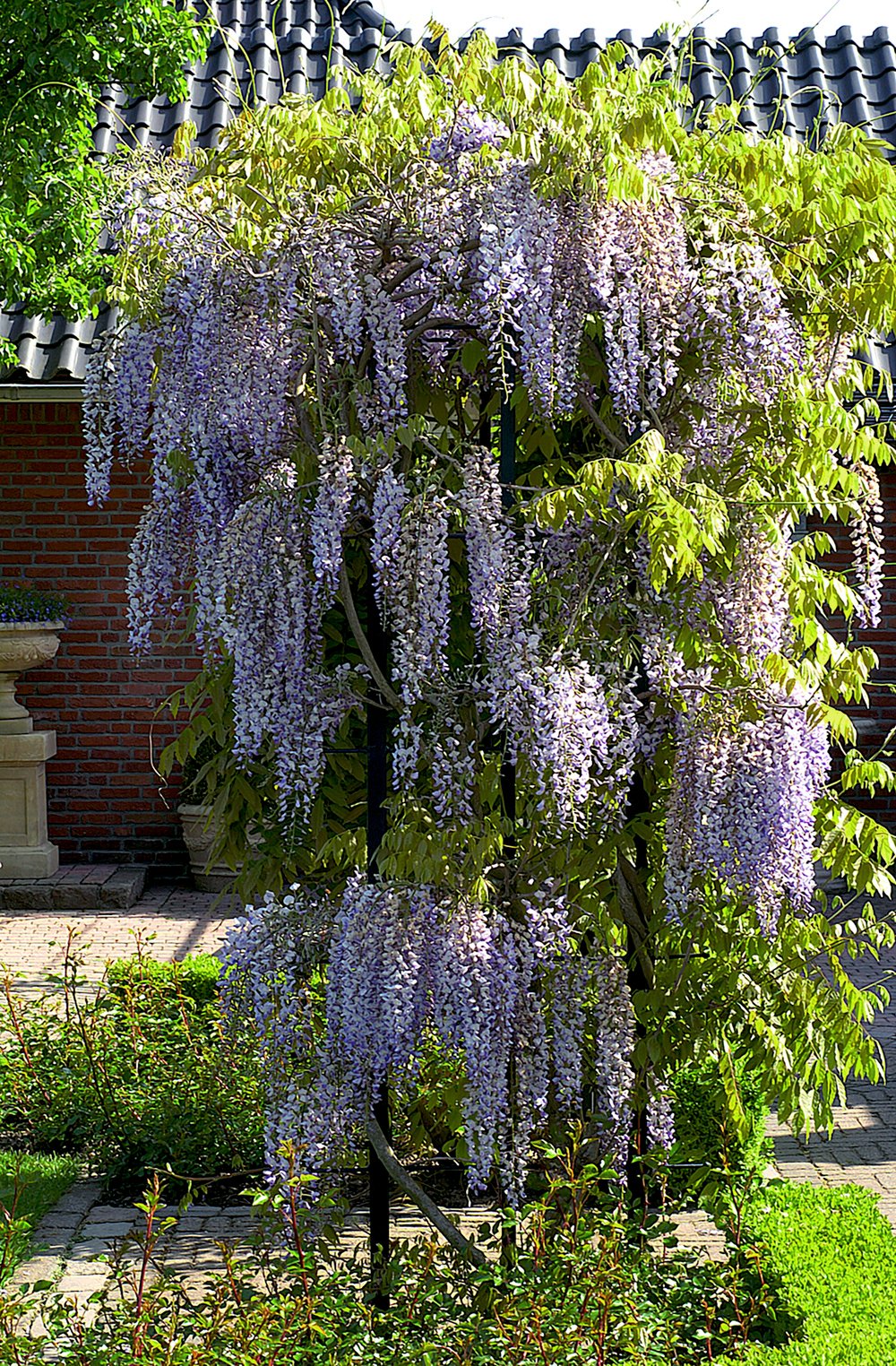 Blauwe regen - Wisteria sinensis - Afbeelding 2