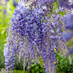 Blauwe regen - Wisteria sinensis