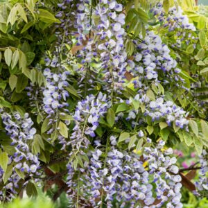 Paarse regen - Wisteria sinensis 'Prolific'