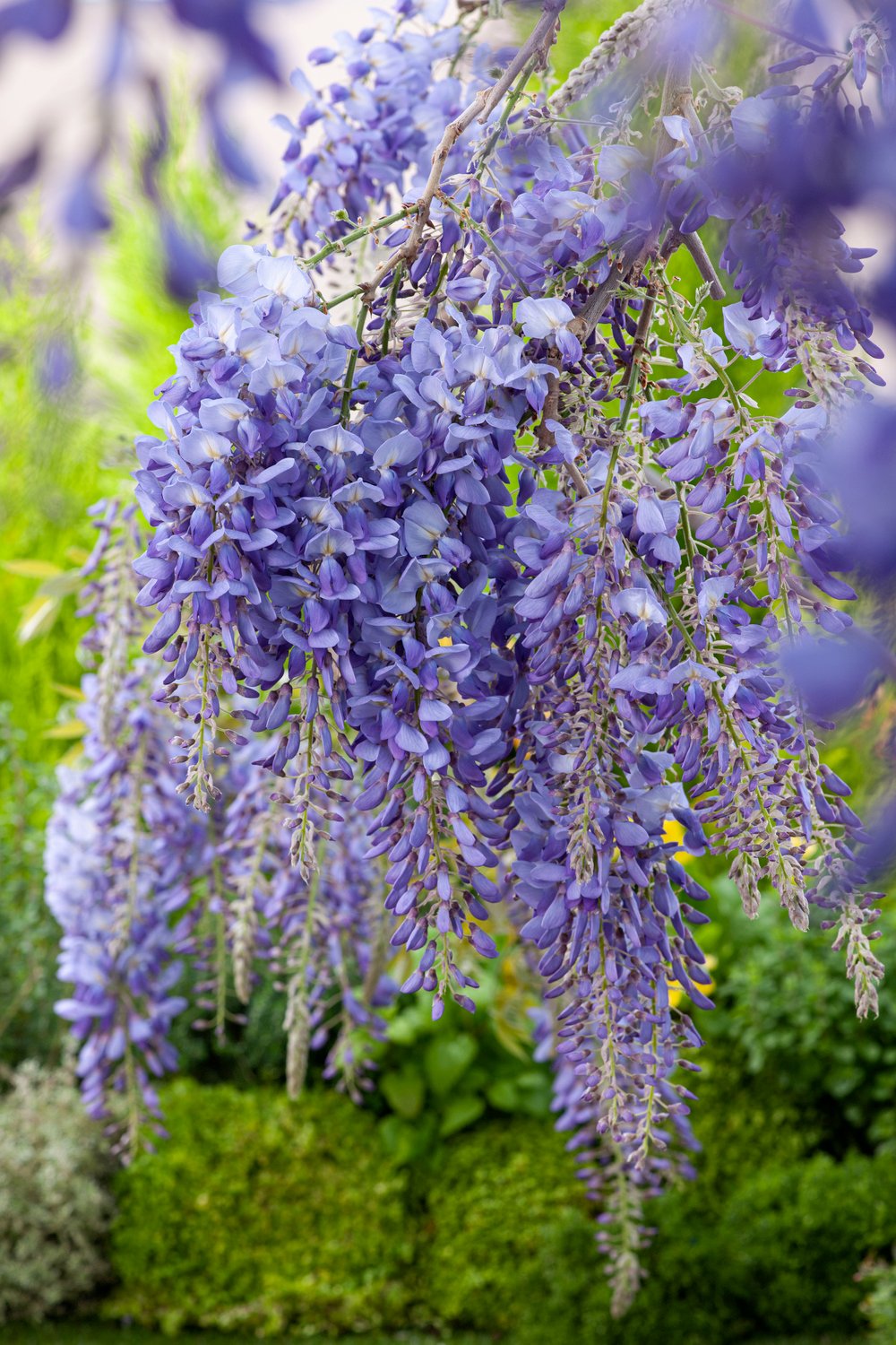 Blauwe regen - Wisteria sinensis