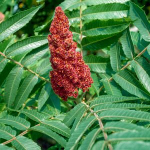 Fluweelboom - Rhus typhina