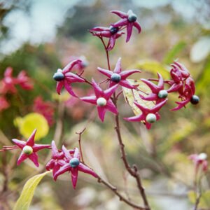Kansenboom - Pindakaasboom - Clerodendrum trichotomum