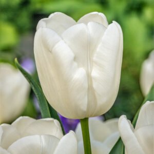 Tulp - Tulpia White Dream (10 stuks)