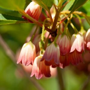 Klokjesstruik - Enkianthus campanulatus