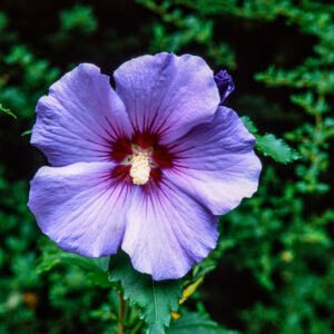 tuinhibiscus - Hibiscus syr. 'Oiseau Bleu'
